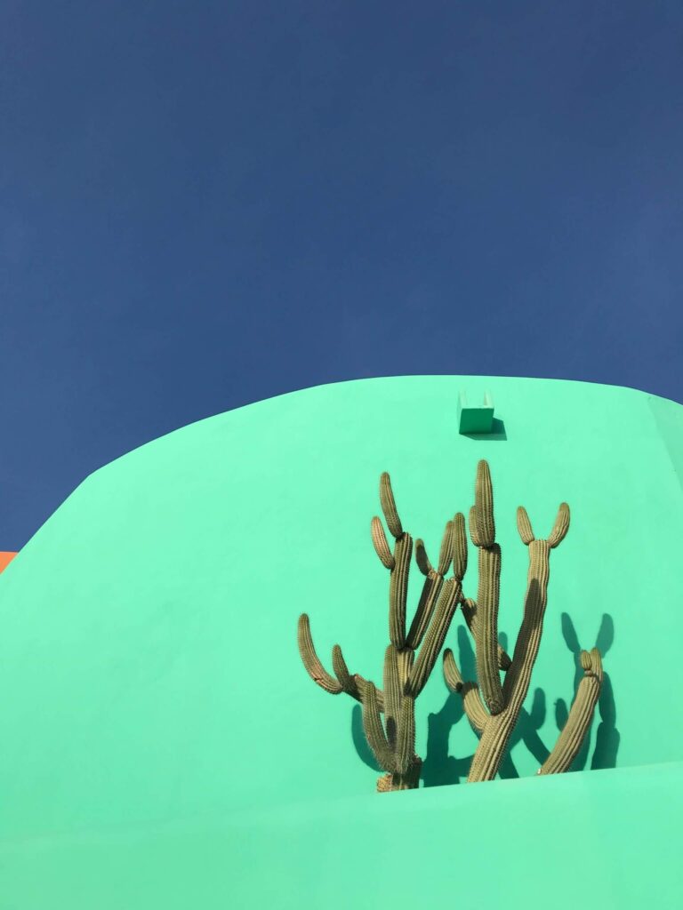 Cactus on a pastel green wall